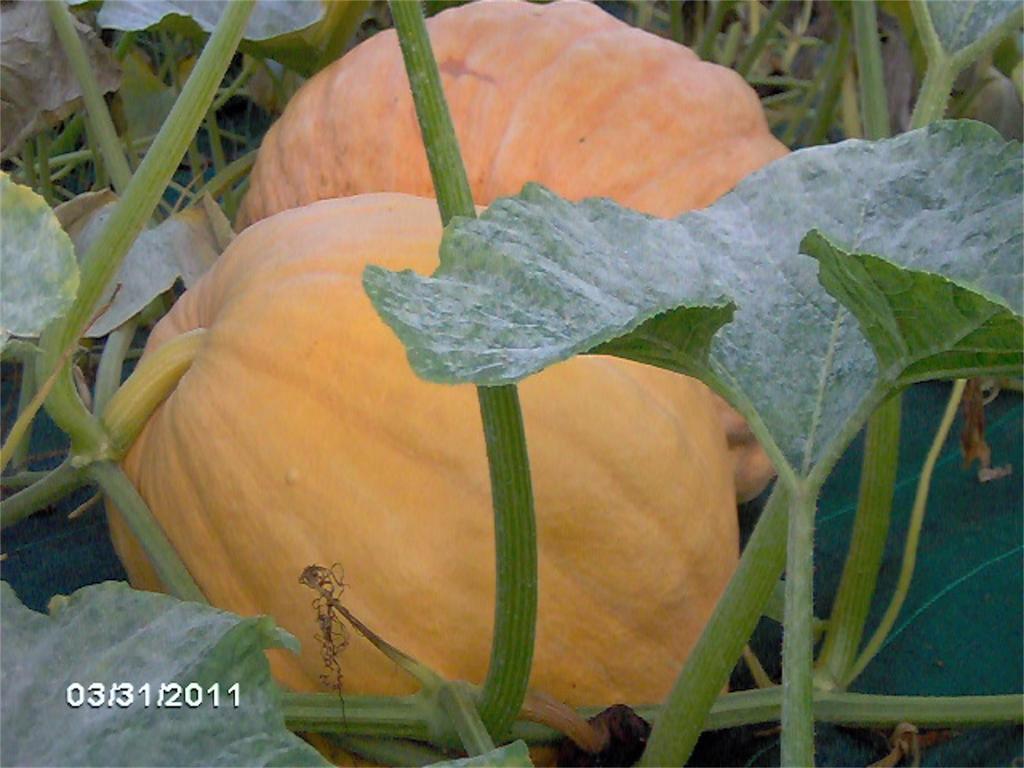 Cassola Agriturismo Il Magicorto מראה חיצוני תמונה